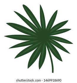 Fan palm icon. Cartoon of fan palm vector icon for web design isolated on white background