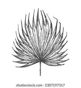 Fan Palm Leaf Hand Drawn Doodle Vector Illustration. Floral Tropical Foliage Sketch Style Drawing. Isolated