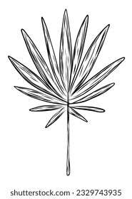 Fan palm leaf in hand drawn sketch style