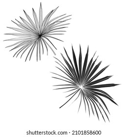 Fan palm leaf illustration, drawing, engraving, ink, line art.