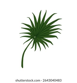 Fan palm leaf. Tropical exotic frond, rounded split shape. Big large green foliage. Fresh jungle tree greenery, branch. Natural botanical element. Flat vector illustration isolated on white background