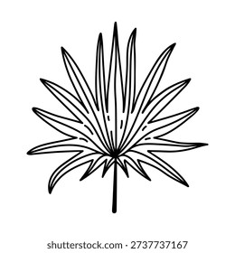 Fan palm leaf vector icon. A tropical plant growing in the jungle. Hand drawn silhouette, black and white clipart. Trachycarpus fortunei drawing, botanical sketch. Arecaceae, vintage floral line art