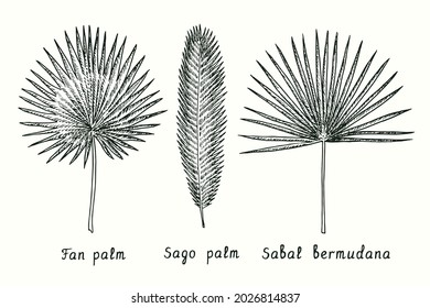 Fan palm (Livistona australia), Sago palm (Cycas revolut), Sabal bermudana leaf. Ink black and white doodle drawing in woodcut style.