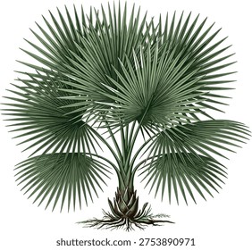Fan palm tree with large tropical leaves and detailed trunk roots, exotic botanical plant illustration isolated on white background for nature and landscape design