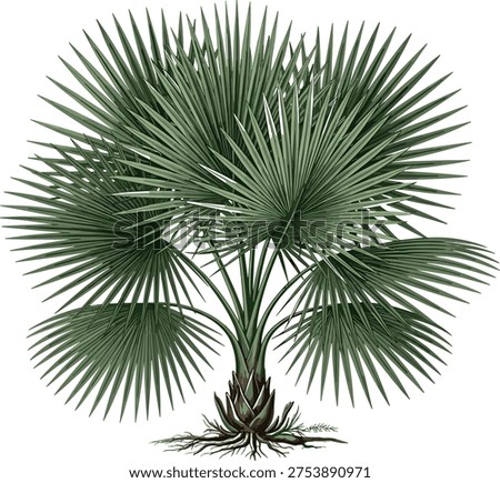 Fan palm tree with large tropical leaves and detailed trunk roots, exotic botanical plant illustration isolated on white background for nature and landscape design