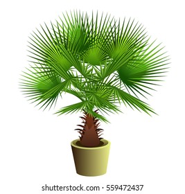 Fan palm tree (Sabal bermudana, Bermuda palmetto) in pot. Hand drawn vector illustration on white background.