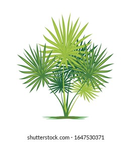 Fan Palm tree vector illustration