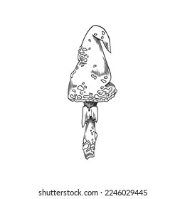 Fancy amanita or fly-agaric mushroom vintage engraving style vector illustration isolated on white background. Poisonous forest amanita fungus hand drawn image. 3D Illustration