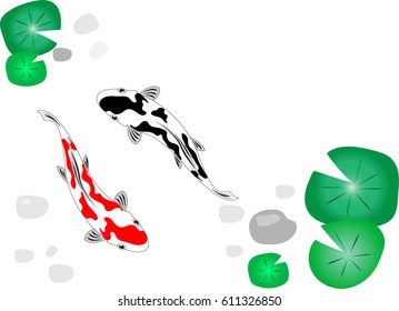 Fancy carp fish in aquarium top view vector illustration background.