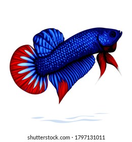 Fancy Fighter Betta Fish Vector isolated on blank background