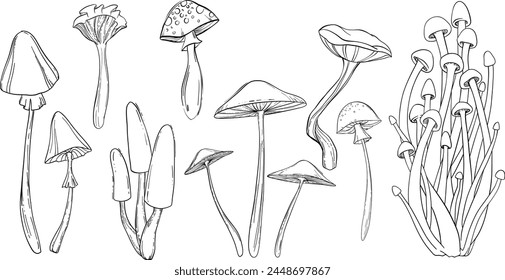 Fancy hand drawn inedible mushroom illustration