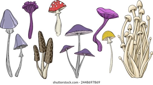 Fancy hand drawn inedible mushroom illustration