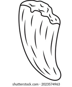 Fang. Animal tooth. Hunter's talisman. Trophy.