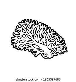 Fan-shaped coral coloring book linear drawing isolated on white background