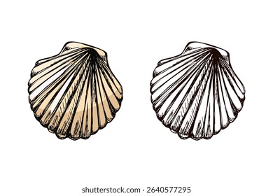 Fan-shaped seashell in elegant vintage style. Includes a colored pastel beige version and a detailed monochrome variant. Perfect for marine design, packaging, and educational visuals.