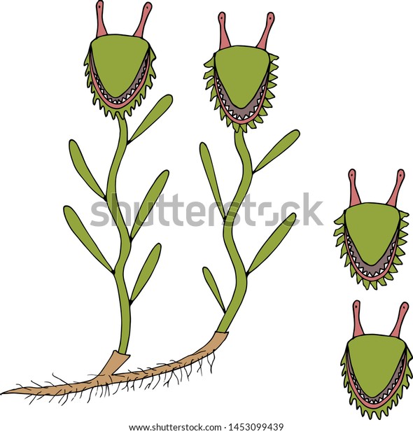 Fantastic Animated Carnivorous Flower Head Mantis Stock Vector Royalty Free