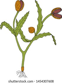 fantastic animated carnivorous flower vector illustration

