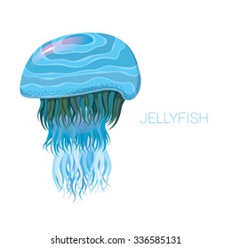 fantastic jellyfish - vector illustrations of marine life for design