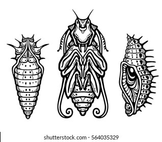 Fantastic larva of an insect. The vector illustration isolated on a white background. Print, posters, t-shirt, card.