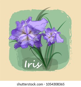 Fantastic violet iris with wavy texture petals. Imitation of watercolor in combination with a sketch. Vector illustration