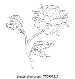 Fantasy flower outline vector illustration
