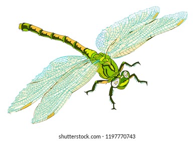Fantasy illustration of cute dragonfly on white background. Hand-drawn vector image.
