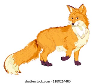 Fantasy illustration of cute red fox on white background. Hand-drawn vector image.