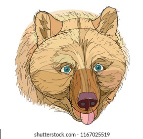 Fantasy illustration of a head of cute brown bear on white background. Hand-drawn vector image.