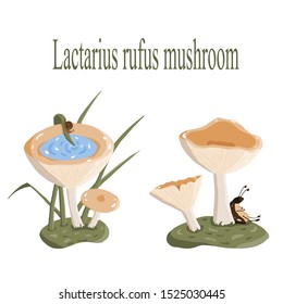 Fantasy mushrooms vector illustration set. Orange fantasy plant isolated.Little snail drinking from small lake, big brown bug relaxing in shade