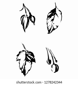 Fantasy vector leaves, seeds and buds. Leaves drawn in ink and pen. Beautiful sketch of leaves and plant elements. A set of plant fragments.