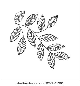 Fantasy whimsical twig with leaves hand drawn doodle element coloring book for kids and adults