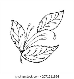 Fantasy whimsical twig with leaves hand drawn doodle element coloring book for kids and adults