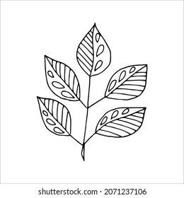Fantasy whimsical twig with leaves hand drawn doodle element coloring book for kids and adults