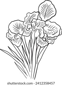 Faqqua iris flower illustration Drawing- National Flower of Palestine 