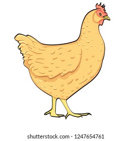 Farm animal, bird. Chicken on white background, object Vector