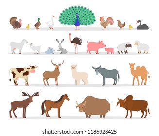 Farm animal and bird set. Collection of country animal. Duck and chicken, goat and sheep. Farming exotic animals. Isolated flat vector illustration