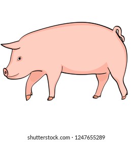 Farm animal boar, pink pig on a white background, object. Vector