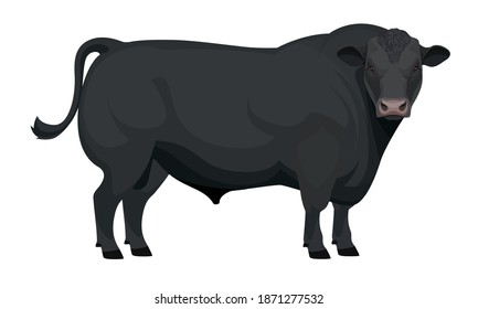Farm animal - Bull. Aberdeen Angus - The Best Beef Cattle Breeds collection. Vector Illustration. svg