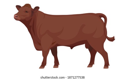 Farm animal - Bull. Aberdeen Angus - The Best Beef Cattle Breeds collection. Vector Illustration.