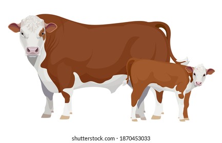 Farm animal - Bull with Calf. Hereford - The Best Beef Cattle Breeds. Vector Illustration.