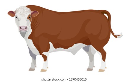 Farm animal - Bull. Hereford - The Best Beef Cattle Breeds. Vector Illustration.