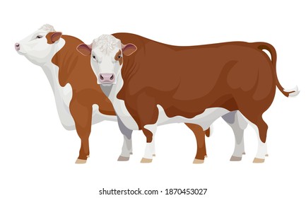 Farm animal - Bull. Hereford - The Best Beef Cattle Breeds. Vector Illustration.