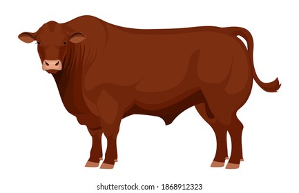 Farm animal - Bull. Santa Gertrude - The Best Beef Cattle Breeds. Vector Illustration.