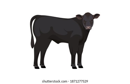 Farm animal - Calf. Belgian Blue - The Best Beef Cattle Breeds collection. Vector Illustration.