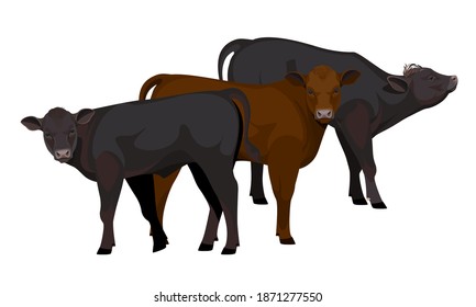 Farm animal - Calf. Belgian Blue - The Best Beef Cattle Breeds collection. Vector Illustration.