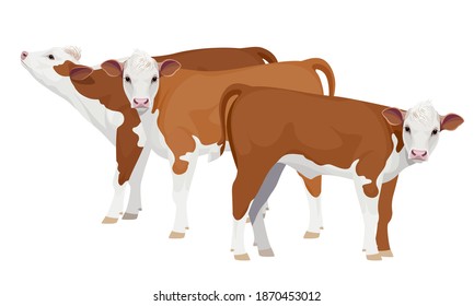 Farm animal - Calf. Hereford - The Best Beef Cattle Breeds. Vector Illustration.