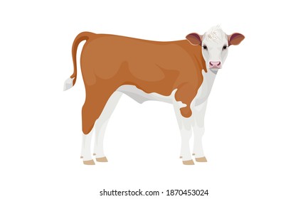 Farm animal - Calf. Hereford - The Best Beef Cattle Breeds. Vector Illustration.