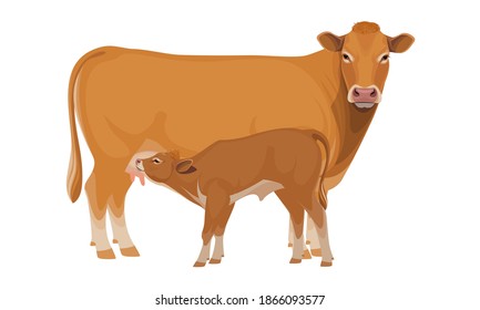 Farm animal.Cow with Calf. Limousine - Beef Cattle Breeds. Vector Illustration.