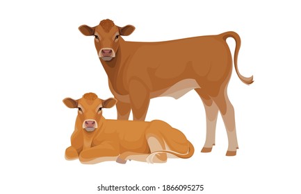 Farm animal - Calf. Limousine - Beef Cattle Breeds. Vector Illustration.