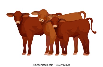 Farm animal - Calf. Santa Gertrude - The Best Beef Cattle Breeds. Vector Illustration.